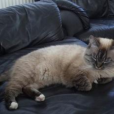 Blanding af racer simba