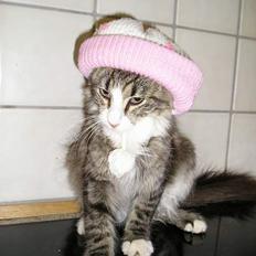 Blanding af racer Giz miz