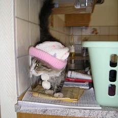 Blanding af racer Giz miz