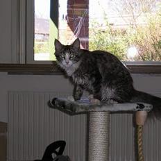 Blanding af racer Giz miz