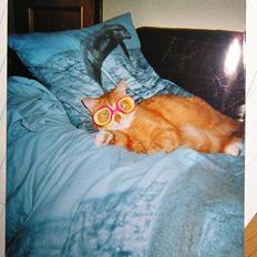 Blanding af racer Løvehjerte