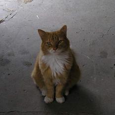 Blanding af racer Løvehjerte