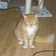 Blanding af racer Løvehjerte