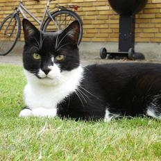 Blanding af racer Victor<3