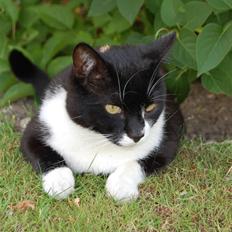 Blanding af racer Victor<3