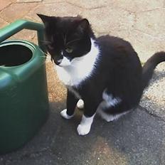 Blanding af racer Victor<3