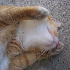 Blanding af racer Victor