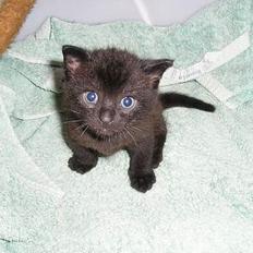 Blanding af racer Lucky (bette missen)