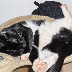 Blanding af racer PJEVS