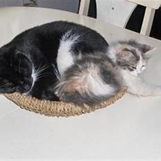 Blanding af racer PJEVS