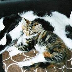 Blanding af racer PJEVS