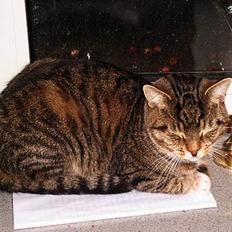 Blanding af racer Pelle