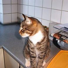 Blanding af racer Pelle