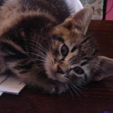 Huskat Marvin *DØD*