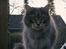 Maine Coon Lucy