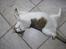 Blanding af racer Molly - Her er molly gravid