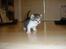 Blanding af racer Nala