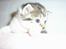 Blanding af racer Nala