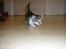 Blanding af racer Nala