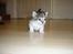 Blanding af racer Nala