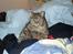 Blanding af racer Nenya - Buddha kat i alt rodet