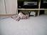 Blanding af racer Tiger - Putter i ledningerne..