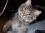 Blanding af racer Mally- - Legesyg mis =)