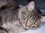 Blanding af racer Mally-