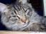 Blanding af racer Mally-
