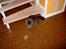 Blanding af racer Mally-
