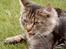 Blanding af racer Mally-