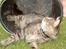 Blanding af racer Mally-