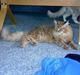 Maine Coon Tabasco