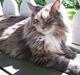 Maine Coon Sweety-