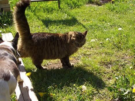 Norsk Skovkat Frederik billede 6