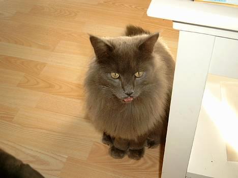 Maine Coon felix - hvad skal jeg finde på. jeg keder mig..... billede 9