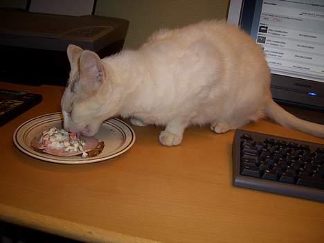 Blanding af racer Cordelia - Jeg vendte kun lige ryggen til... :) billede 10