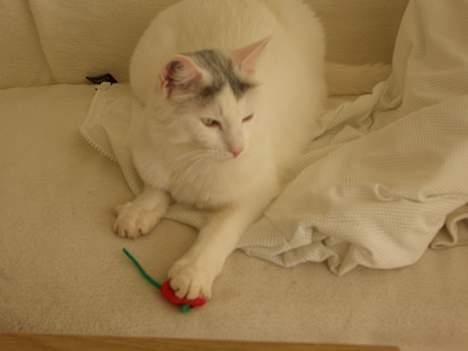 Blanding af racer Ib - Det min mus billede 12