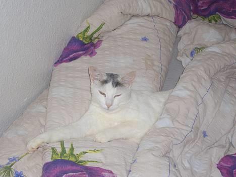 Blanding af racer Ib - Er alene hjemme med far, så får en lur billede 13