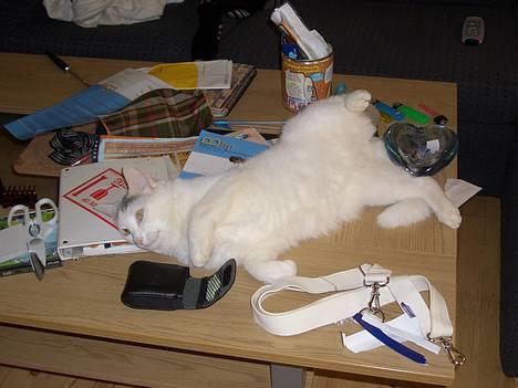 Blanding af racer Ib - jeg elsker at ligge på bordet imellem alt rodet billede 14