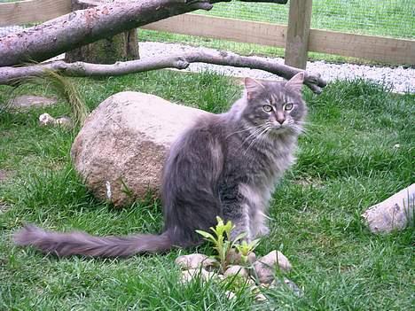 Maine Coon Lucy billede 1