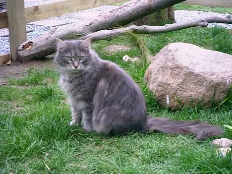 Maine Coon Lucy billede 2