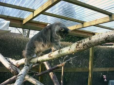 Maine Coon Lucy billede 3