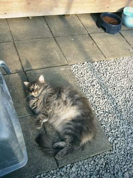 Maine Coon Lucy billede 4