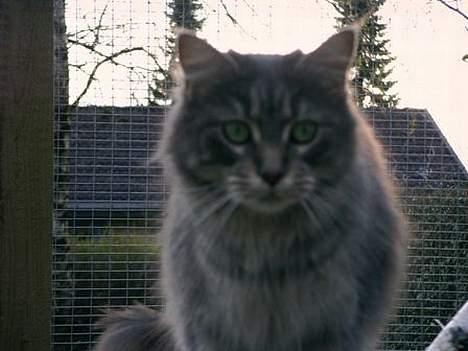 Maine Coon Lucy billede 5