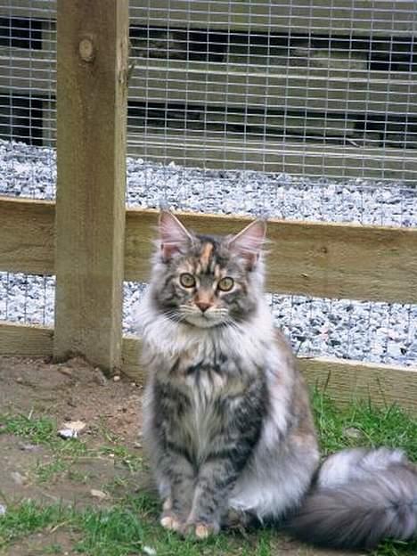 Maine Coon Felsted ´s Kiara billede 1