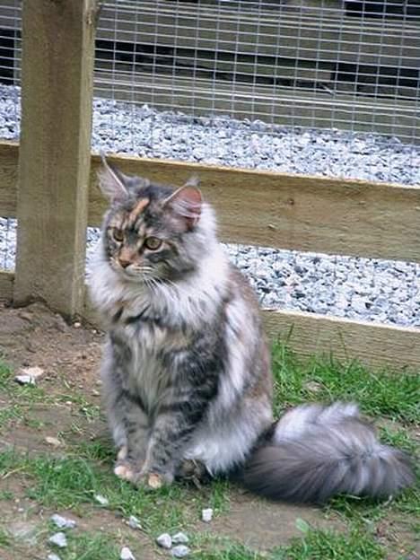 Maine Coon Felsted ´s Kiara billede 2
