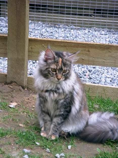 Maine Coon Felsted ´s Kiara billede 3