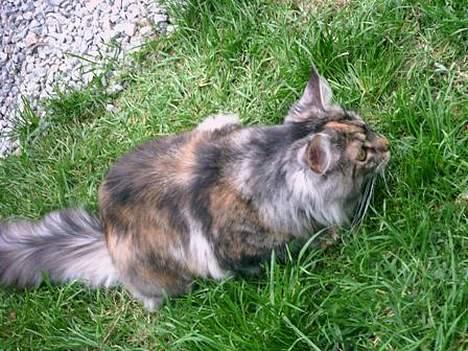 Maine Coon Felsted ´s Kiara billede 4