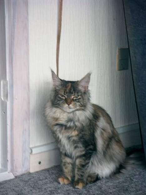 Maine Coon Felsted ´s Kiara billede 5